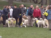 100匹以上のゴールデンレトリバーがボストンマラソン会場に集結、亡くなったマスコット犬を悼むため