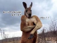 肉柱ですね。マッチョなカンガルーによる自慢の筋肉を誇示するポーズをご覧ください