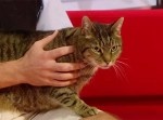 猫をしつけているつもりが…実は、猫が人間をしつけているのです
