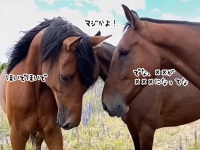 今日のゴシップ何？馬たちが顔を近づけ噂話、そのリアクションが面白い