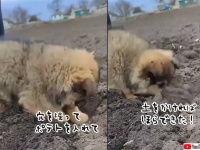 ひとりで全部できたよ！子犬がじゃがいも植えのお手伝い