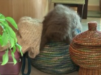 セーターからテディベアまで・・・犬の毛で作った毛糸で編み物をする女性が話題に