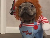 出オチだけでは終わらない。殺人人形「チャッキー」に扮した犬の迫真の走りが腰を抜かすレベル