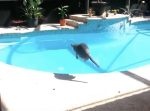 プールを覗き込んでいた猫が突然ダイブ！　一体なぜ！？