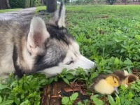 シベリアンハスキーのゴハンさん、朝の散歩道で衰弱したヒナを見つけて保護をする