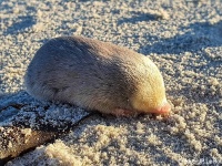 うれしいニュース。絶滅したと思われていたキンモグラを約90年ぶりに再発見
