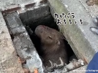 どうしてこうなった？カピバラが排水溝に落ち出られなくなっているところを救助