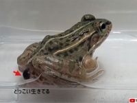 カエルに食べられても、生きたままお尻から脱出する虫が発見される（日本研究）