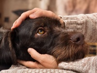 犬は人間のストレスを嗅ぎ分けることができる。新たな研究で明らかに