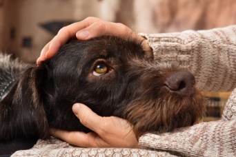 犬は人間のストレスを嗅ぎ分けることができる。新たな研究で明らかに