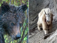 ヤギがクマを倒す。角で致命傷を負わせ返り討ち