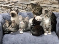 余命あとわずかと宣言された老猫が再び輝きだすまでの物語。子猫を育てるという目標が彼に生きる力を与えた。