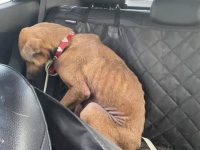 人に怯え、目を合わせることができなかった保護犬。運命の飼い主と出会い、心を開くまでの物語