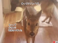 お友達連れてきたよ！犬用ドアを設置した所、犬たちが鹿をつれて帰ってきた