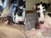 子供が欲しすぎて偽妊娠してしまったグレート・デーンの為、子犬を引き取ったところ母性炸裂、良いお母さんに