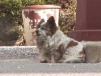 飼い主に置き去りにされた犬。以来10年間、再び飼い主が来るのを信じ、同じ場所で待ち続けている。