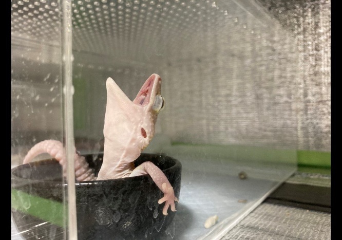 気持ちよさそう...（画像はぽにさんのツイートより）