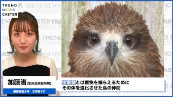 なぜ？　トビがSNS上で話題を呼んでいます