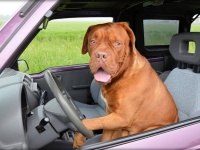「運転してたのは犬です！」飲酒運転のドライバー、スピード違反で捕まるも犬のせいに