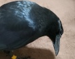 人間のモノで遊ぶカラスを注意したら...　お利口な〝変化〟に7.1万人驚がく「やっぱカラスって賢いんだなぁ」