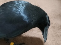 人間のモノで遊ぶカラスを注意したら...　お利口な〝変化〟に7.1万人驚がく「やっぱカラスって賢いんだなぁ」