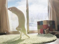 【神々しすぎるﾈｺﾁｬﾝ】眩しい日差しを浴びながらヨガをする猫が話題に