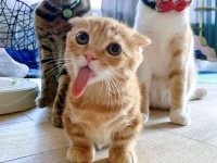 魚肉ソーセージをお楽しみ中、かと思いきや...　ミョーンと伸びたニャンコの舌が悶絶するほどカワイイ件