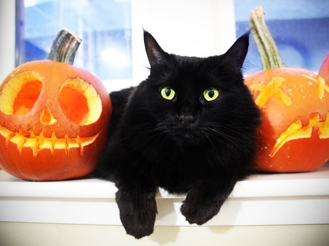 Black Cat with Pumpkins