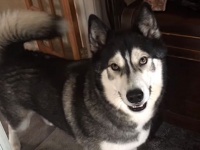 「大親友が会いに来るよ！」とご主人に告げられたときの犬の反応がプライスレス