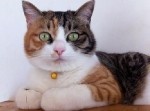 【子どもが花瓶を割ったのに猫がやったと言いだした】人気の傑作ボケて２０選（2/8）