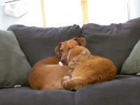 飼い主がいないと寂しくて・・・分離不安症だった犬にぴったり寄り添い、慰めてくれていたのは猫だった