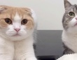 もちまる＆はなまるの公式インスタグラムより
