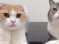 もちまる＆はなまるの公式インスタグラムより