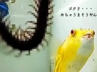 ムカデだってサソリだって、えっヘビもいく！？なんでも食べるフグの悪食さに関する海外の反応（※節足動物出演中）
