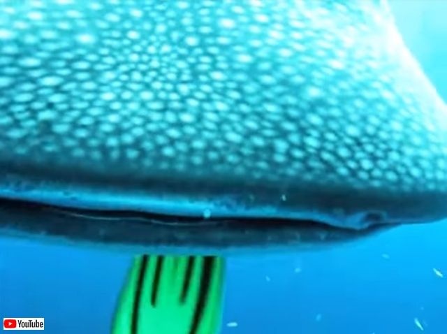 whalesharkattack5_640