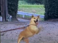 サイコーの夏、来てる！　お盆休みを楽しむ柴犬に12万人にっこり「ド笑顔」「奥に1番楽しそうなやつおる」