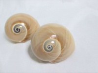 アサリを食べる厄介者（画像はイメージ）