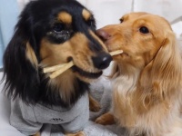 熾烈な奪い合いに思わずほっこり♡ワンちゃんたちの負けられない戦いが話題