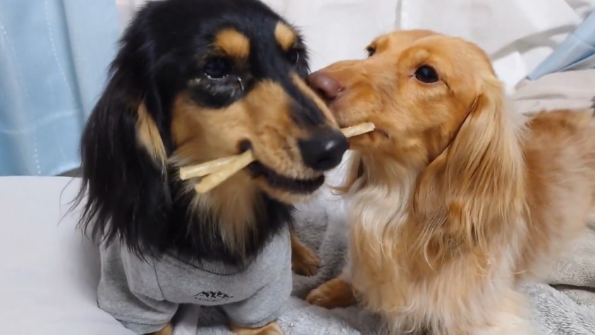 熾烈な奪い合いに思わずほっこり♡ワンちゃんたちの負けられない戦いが話題