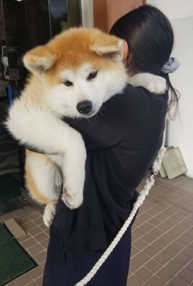 人間に抱っこされた秋田犬(画像は秋田犬保存会のツイッターアカウント@akitainuhoのツイートより)