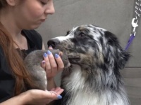 「お願いだからそばにいてね！」怖がりな犬、大親友のネズミの付き添いで無事にシャンプーとトリミングを完了する