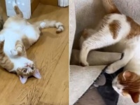 愛猫ズ「行かニャいでったら行かニャいで！」出かけるご主人を身体を張って止める家猫と居候猫たちの可愛いこと