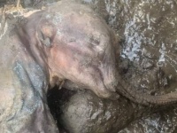 永久凍土からミイラ化したマンモスの赤ちゃんを発見。ほぼ完全な保存状態