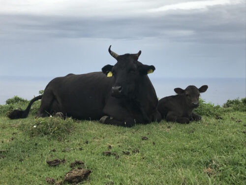 雑味が少なく、旨味が際立つ
