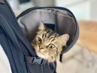 このまま出勤してもいいですか？　飼い主のリュックを乗っ取るにゃんこが可愛すぎる