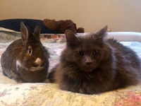ロージーとアーサーとケヴィン。保護猫とウサギのほんわか同居生活はまだ始まったばかり