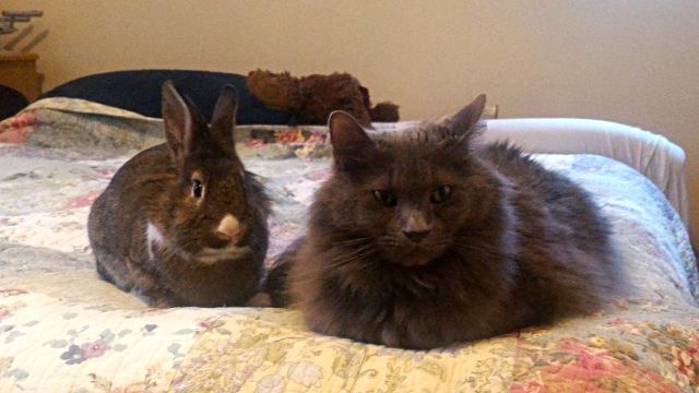 ロージーとアーサーとケヴィン。保護猫とウサギのほんわか同居生活はまだ始まったばかり