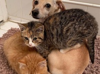 どんな子でもなついてしまう聖母犬。人見知りが激しい2匹の子猫がすぐに陥落（アメリカ）