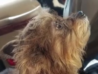遅いワン！待ちくたびれた犬が車を運転して主人のいる大型スーパーに突っ込む！
