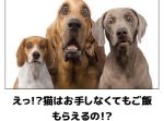 【明けましておめでとうございます！】初笑いを誘う犬のボケて11選